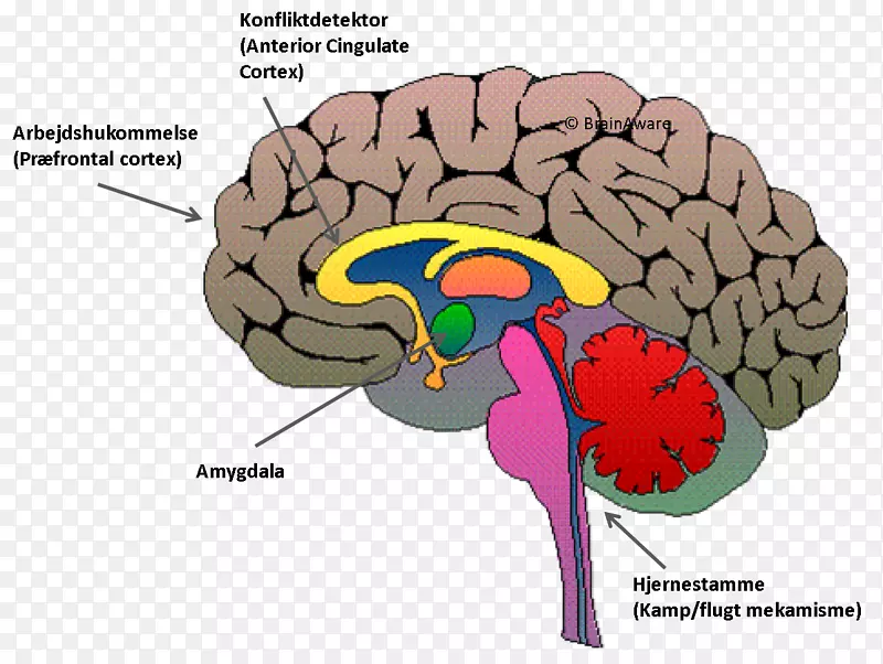 三位一体脑杏仁核腹内侧前额叶皮质-脑