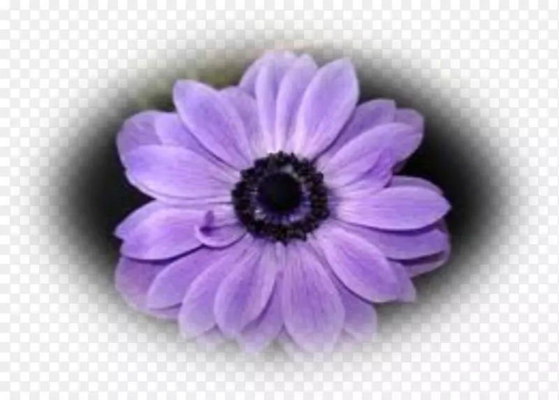 川菊海葵紫花瓣紫罗兰
