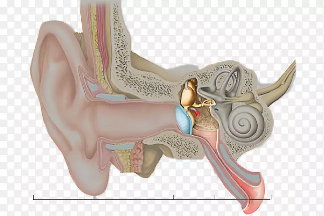 内耳、中耳、外耳