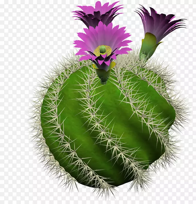 仙人掌科图书数据系列书房植物花盆虚拟名称-黄瓜