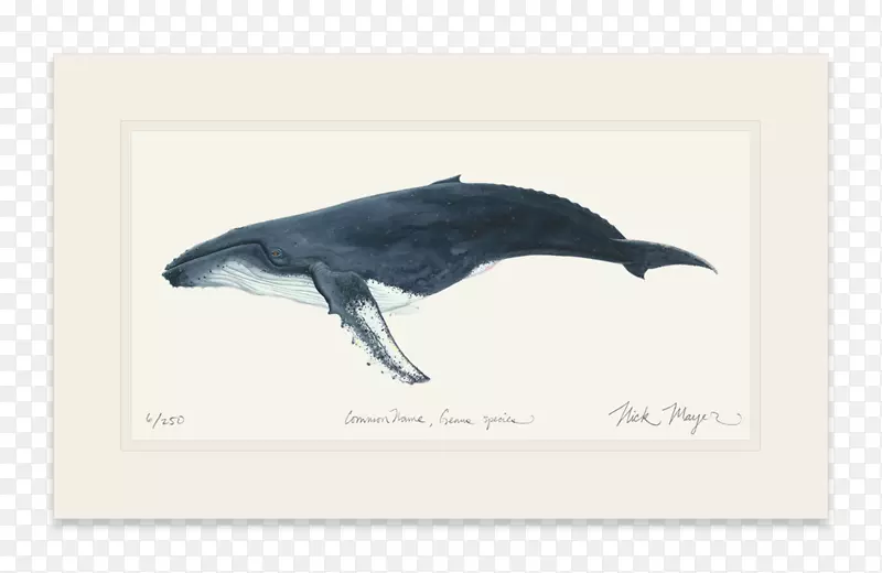 海豚座头鲸画甲壳虫喙海豚
