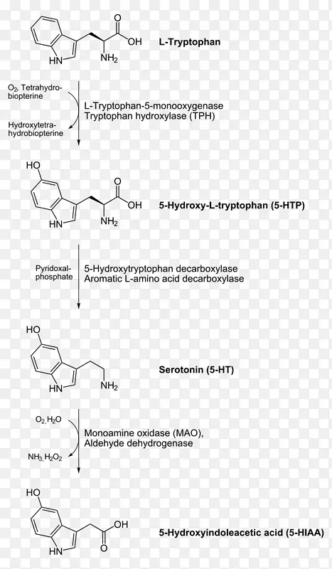 芳香族l-氨基酸脱羧酶脱羧5-羟色胺多巴胺左旋多巴