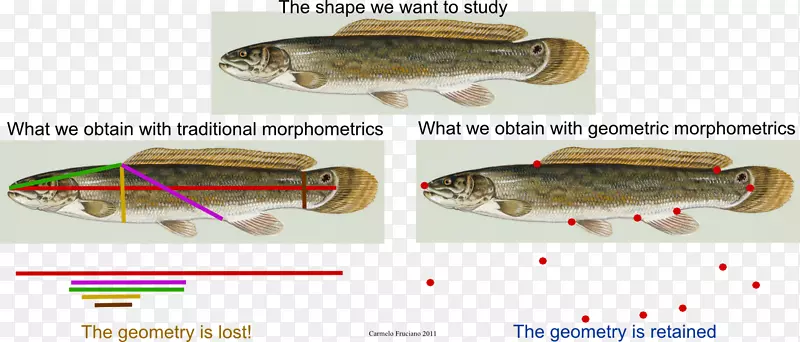 人类学中的几何形态计量学鱼类沙丁鱼