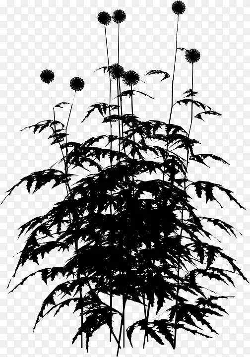 黑白枝花-自然黑白