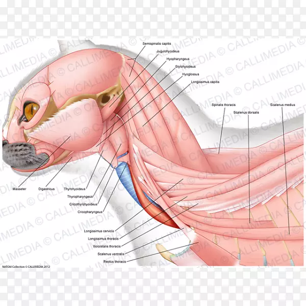 坐骨神经肌肉颈拇指解剖-鼻子