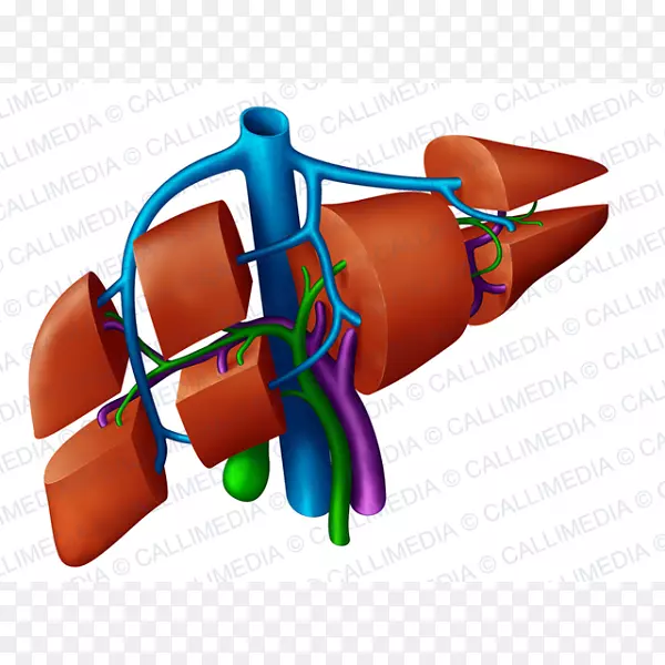 肝解剖门静脉肝静脉右淋巴管-人肝