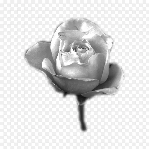 黑白花园玫瑰博客摄影灰阶-发明
