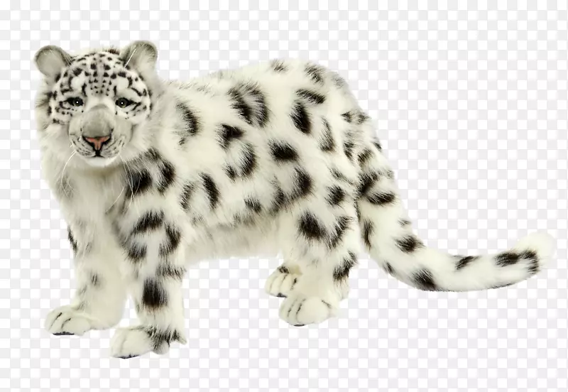 雪豹猫科美洲豹阿拉伯豹非洲豹雪豹