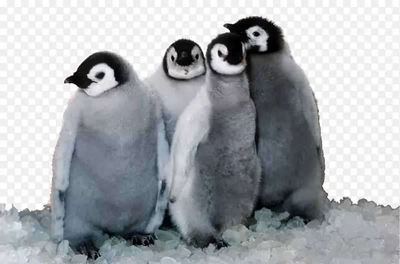 企鹅王为孩子们准备的终极企鹅书：100+惊人的企鹅事实、照片、测验和额外的单词搜索拼图-企鹅小鸡企鹅100多个事实