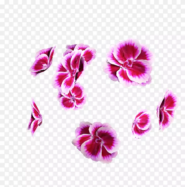 康乃馨粉红m紫罗兰rtv粉红草本植物.紫罗兰
