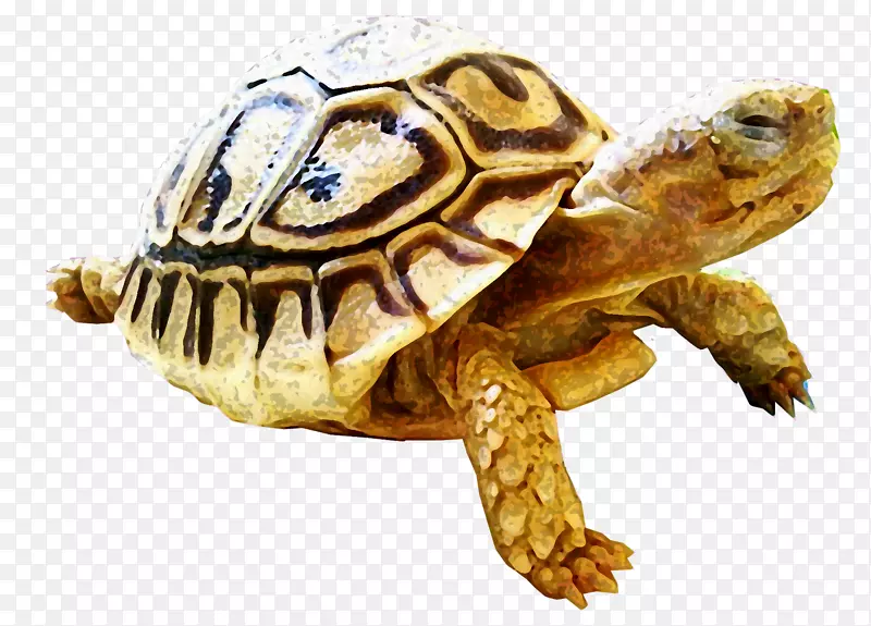 箱式海龟