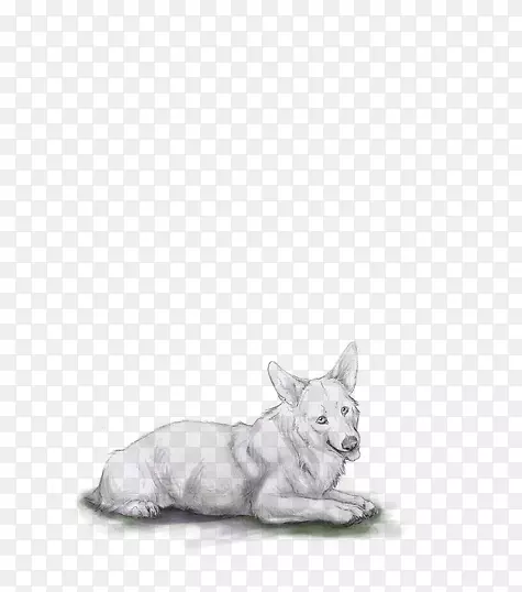 彭布罗克威尔士胡须犬培育设得兰牧羊犬卡塔胡拉库尔-彭布罗克威尔士犬