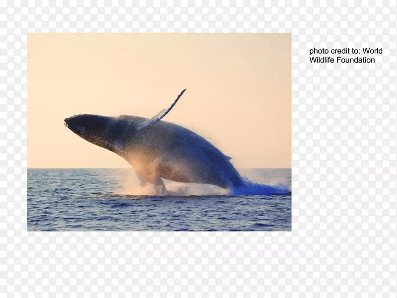 图库西鲸海豚赛鲸蓝鲸海豚