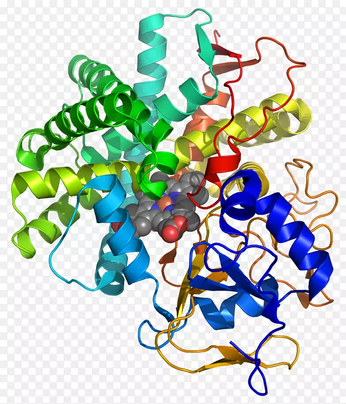 前列环素合成酶钙调素前列腺素蛋白激酶a