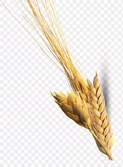 硬粒小麦分节麦穗