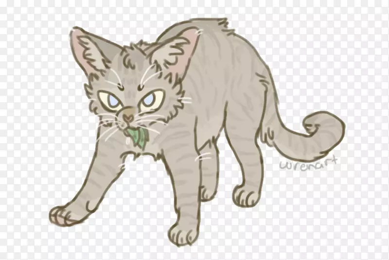 家猫须野猫猫