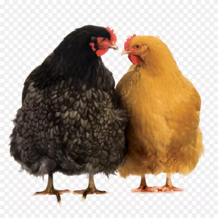 鸡喙鸡作为食物