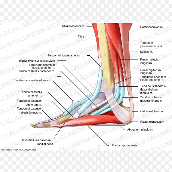 肘足肌解剖腱膜-胫骨