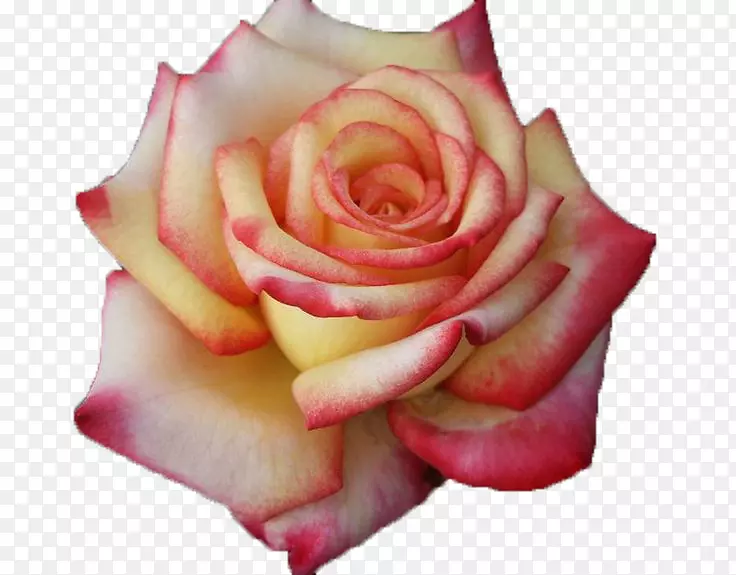 花园玫瑰，卷心菜，玫瑰，杂交茶，玫瑰，粉红色花