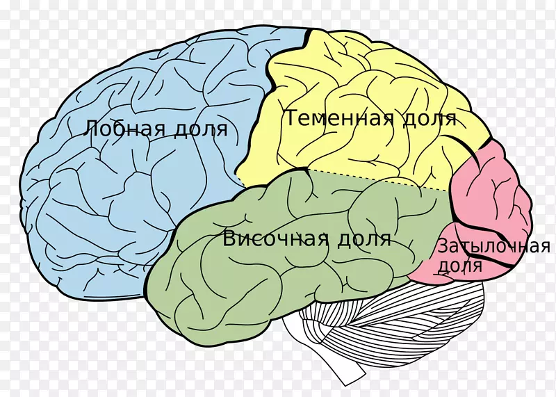 脑额叶-人脑大脑皮层-脑