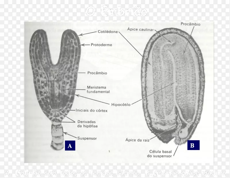 纸生物细胞设计
