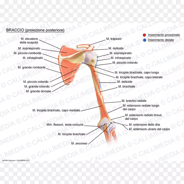 关节肌肉系统Augšdelms肌肉解剖-手臂