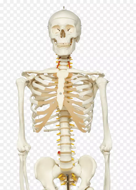 人体骨骼解剖脊柱-健身房海报
