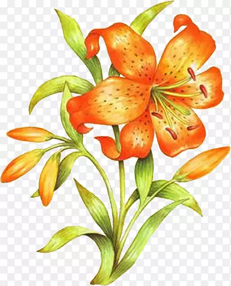 橙色百合花卉设计画花
