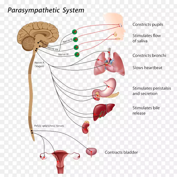 自主神经副交感神经系统-颅神经