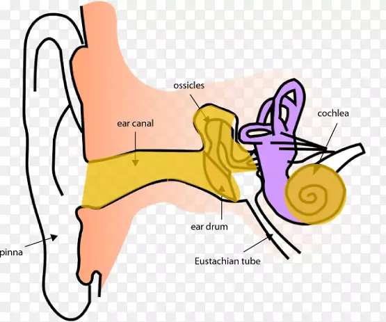 内耳解剖