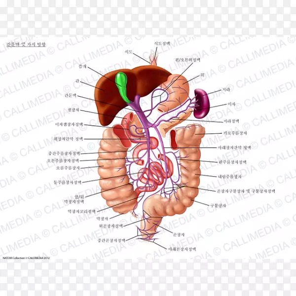 门静脉，肝门脉系统，下腔静脉