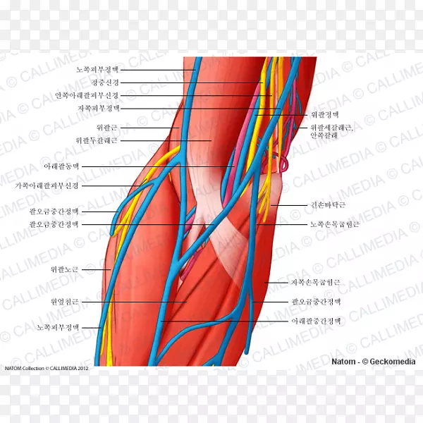 肘血管尺神经解剖-血