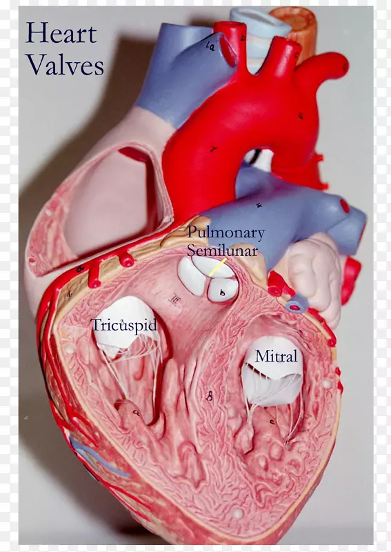 心脏瓣膜解剖三尖瓣-心脏