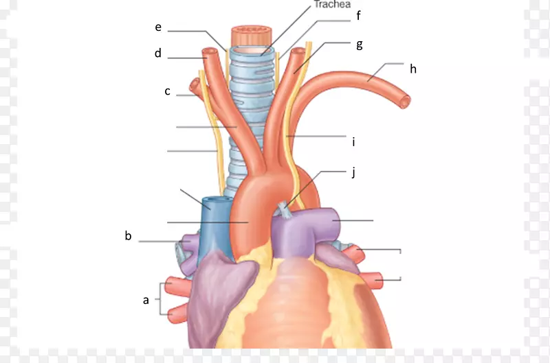 喉返神经纵隔头臂动脉解剖锁骨下动脉
