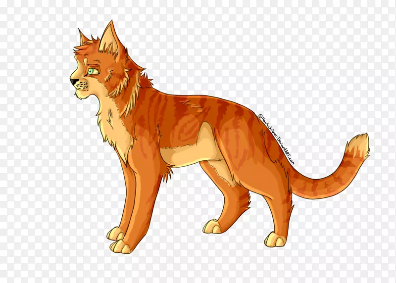 狮子红狐大猫陆生动物狮子