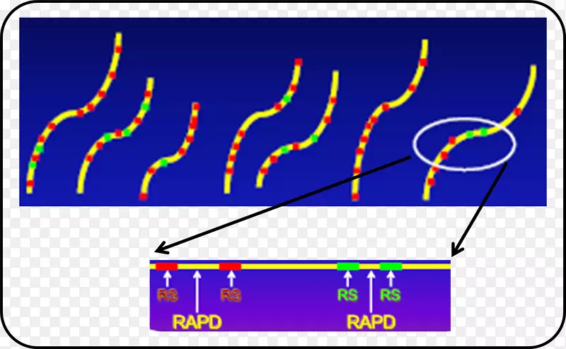 RAPD遗传标记分子标记多态性