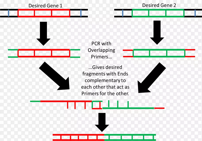 重叠延伸聚合酶链反应限制性酶基因