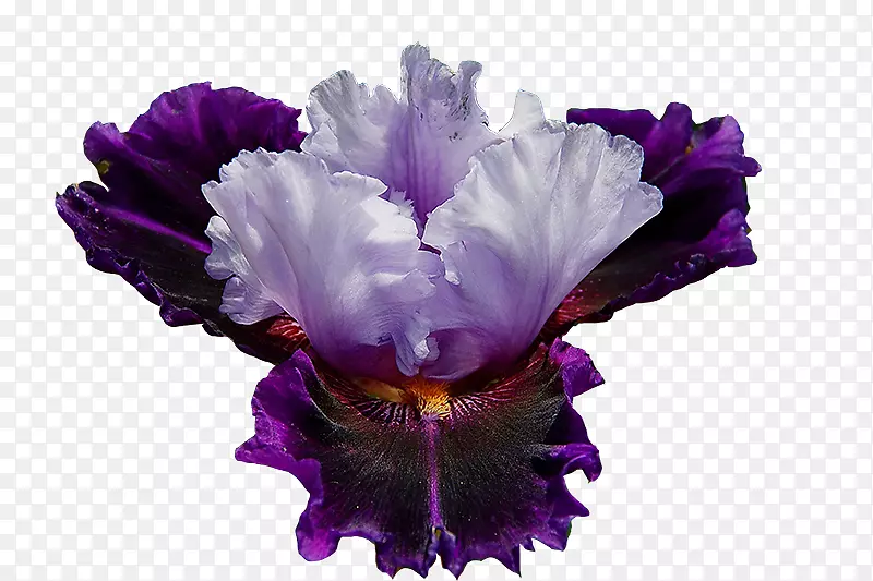 北蓝旗紫罗兰花