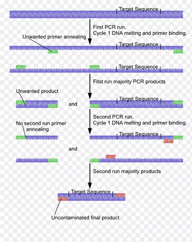巢式聚合酶链反应引物DNA聚合酶