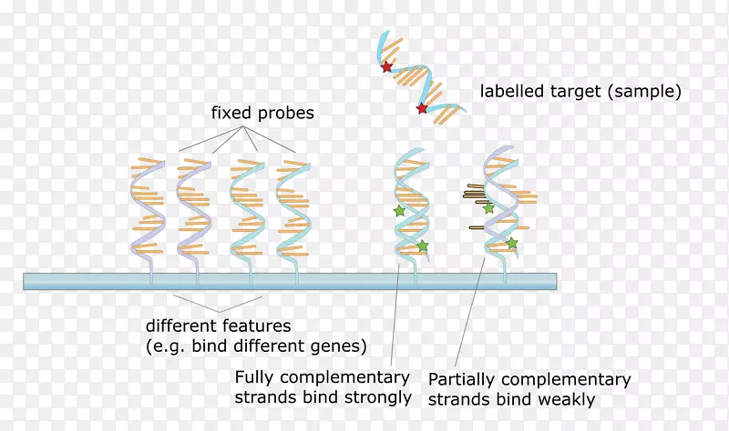 DNA微阵列杂交探针分子生物学显微镜