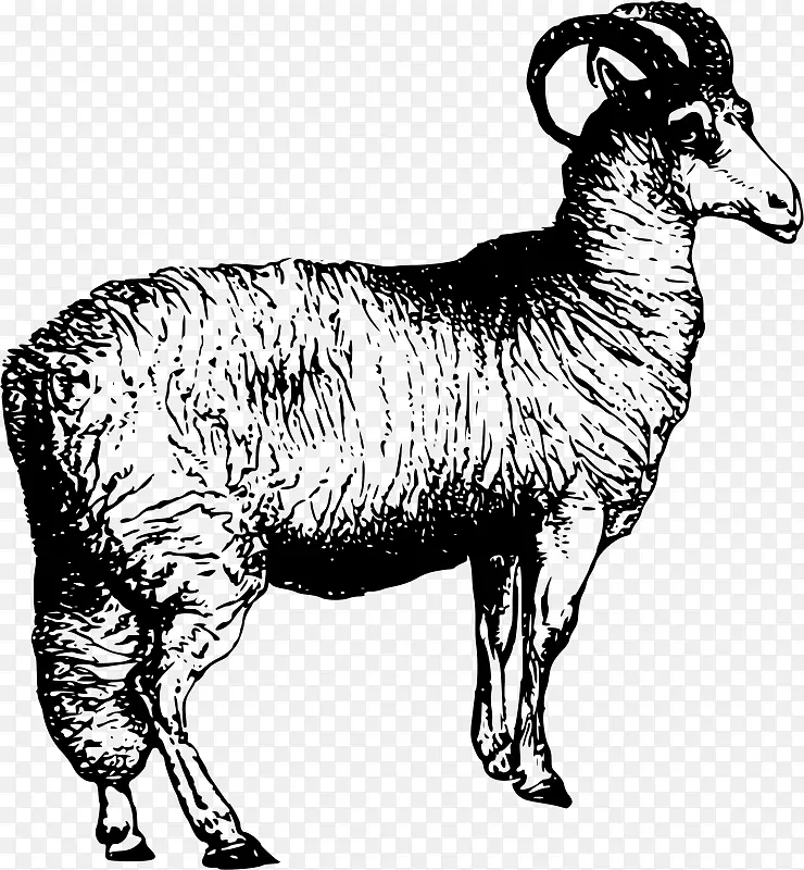 黑头波斯羊威尔士山羊阿卡利羊驼剪贴画-山羊