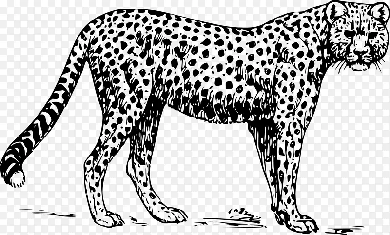 印度豹画夹艺术-猎豹
