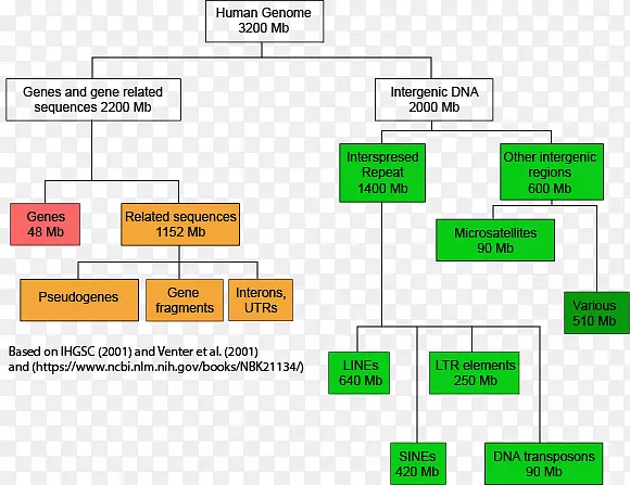 人类基因组计划dna基因组学-dna结构