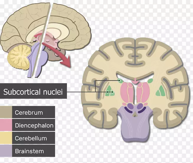 人脑大脑皮层解剖-脑