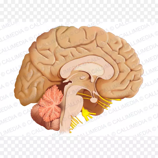 人脑矢状面解剖神经系统-脑
