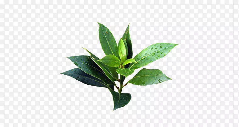 窄叶纸皮茶树油