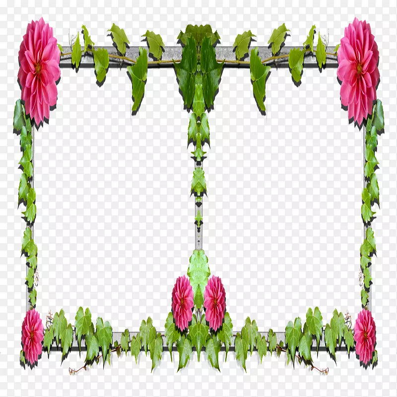 花卉设计花园玫瑰切花花瓣植物茎赫兹