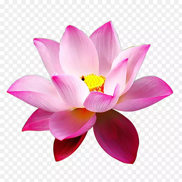 Nelumbo nucifera花数据压缩粉红植物-Hoa sen