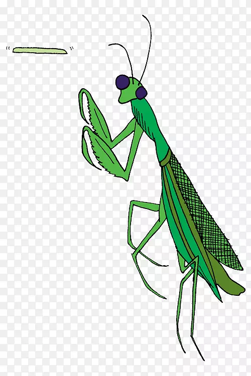 螳螂害虫蟋蟀夹艺术-昆虫