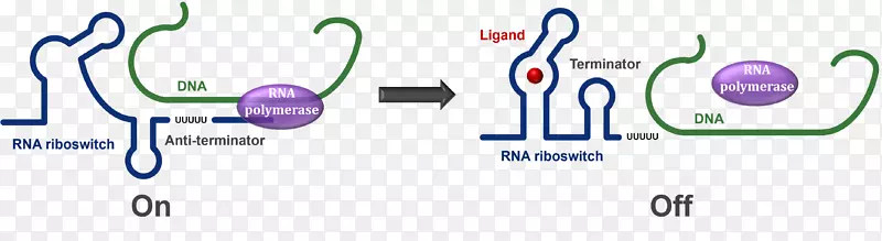 终止子RNA抗终止DNA转录调控终止子